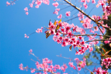 Wild Himalayan Cherry with blue sky