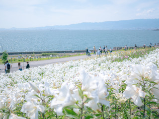 The lily is in full bloom at the seaside