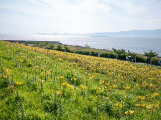 The lily is in full bloom at the seaside