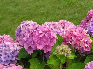pink and lila flowers of hydrangea plant close up