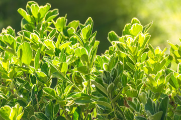 Green leaves with white edges lit by the setting sun