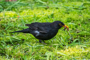 The male blackbird found a worm on a green lawn. The common blackbird, Turdus merula.