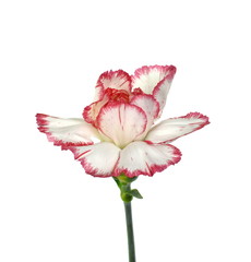 Beautiful carnation flower isolated on white background. Flower head.