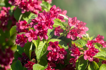 Beautiful vibrant red Weigela flowers with blurry background.