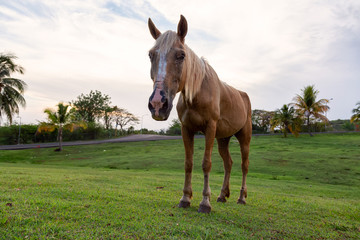 Horse eating green grass in a field during a cloudy sunset. Taken in Trinidad, Cuba.