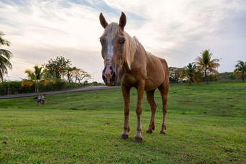 Horse eating green grass in a field during a cloudy sunset. Taken in Trinidad, Cuba.