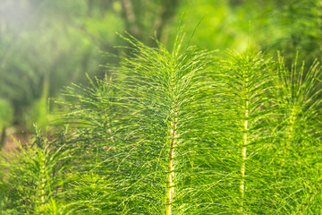 Lush green stems of the field horsetail with blurry background.