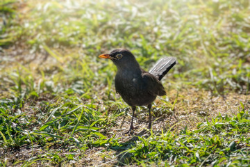A blackbird male stands on a green lawn. The common blackbird, Turdus merula.