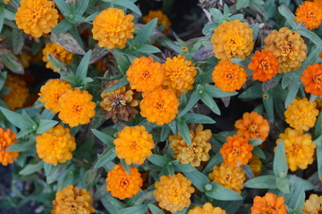 Marigolds (Tagetes erecta, Mexican marigold, Aztec marigold, African marigold)