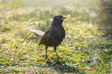 A blackbird male stands on a green lawn. The common blackbird, Turdus merula.