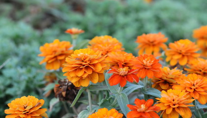 Marigolds (Tagetes erecta, Mexican marigold, Aztec marigold, African marigold)