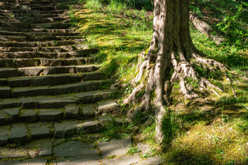 Old steps in the green park.