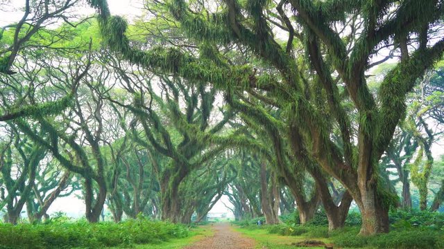 Beautiful view of green trees and a path in De Djawatan forest at Banyuwangi, East Java, Indonesia. Shot in 4k resolution