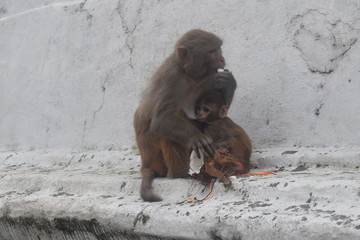 Monkeys in Pashupatinath Temple area , Kathmandu, Nepal
