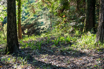 Quiet clearing in coniferous forest at sunset. Spring or summer forest.
