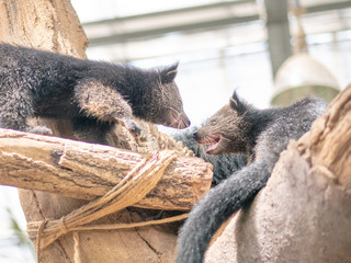 binturong's mother and children