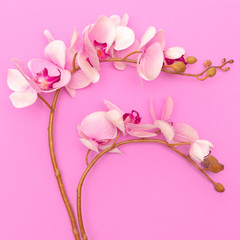 orchid flower on a pink background