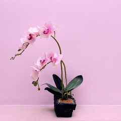 orchid flower on a pink background wall