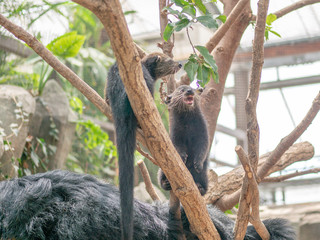 binturong's mother and children