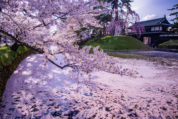 弘前城の桜