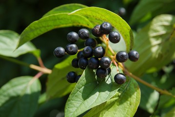 black fruits of cornus sanquinea bush at autumn