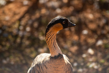 A beautiful view of ducks in zoo