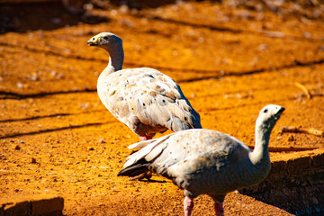 A beautiful view of ducks in zoo