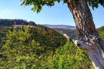 Ilsestein im Nationalpark Harz