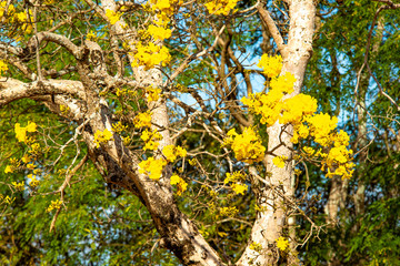 Fototapeta premium A beautiful view of Brasilia Zoo and its nature