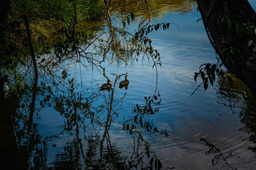 A beautiful view of Brasilia Zoo and its nature