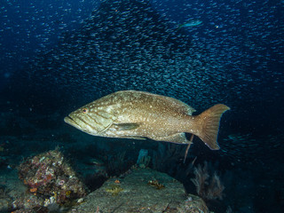 Fototapeta premium Mycteroperca acutirostris- los roques venezuela