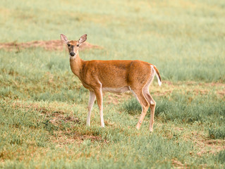 deer in the field