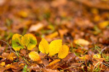 Foliage in Monti Simbruini national park, Lazio, Italy. Autumn colors in a beechwood. Beechs with yellow leaves.