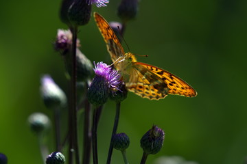 Orange butterfly on flower - Monarch.Macro close up.