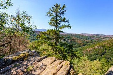 Fototapeta premium Blick in den Harz vom Ilsestein im Nationalpark