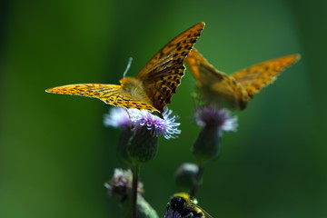 Orange butterfly on flower - Monarch.Macro close up.