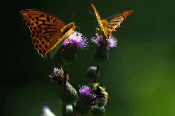 Orange butterfly on flower - Monarch.Macro close up.