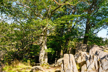 Harz, Nationalpark, Wälder und Berge in Sachsen Anhalt