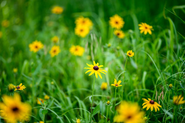 Fototapeta premium flowers