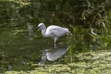 Little egret (Egretta garzetta)