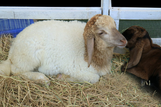 Lying sheep at agriculture farm, animal life,livestock