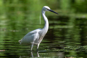 Little egret (Egretta garzetta)