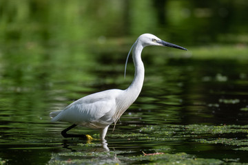 Little egret (Egretta garzetta)