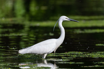 Little egret (Egretta garzetta)