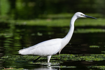 Little egret (Egretta garzetta)