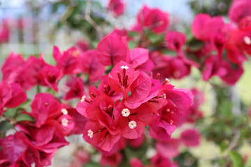 Beautiful bright bougainvillea flowers