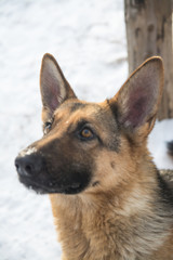 adult german shepherd in winter, team sit