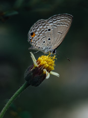 Gray moth on a little flower