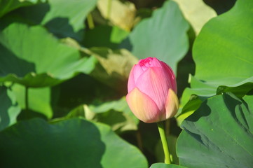 鶴岡八幡宮の蓮の蕾