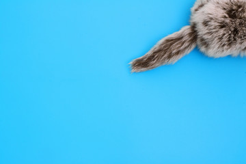 Fluffy tail. Fur tail of the animal close-up on a blue background. Natural fur.